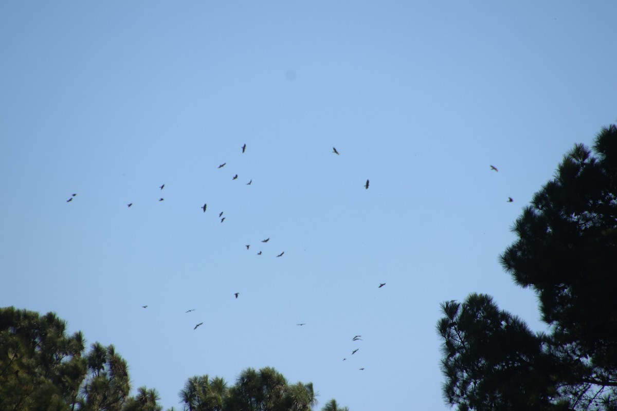 ウオガラス - ML644747100