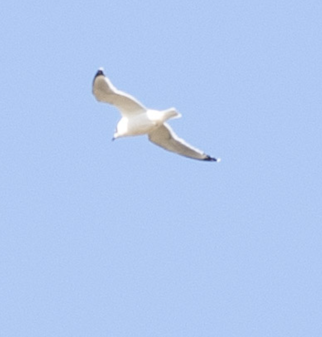 Franklin's Gull - ML644747111