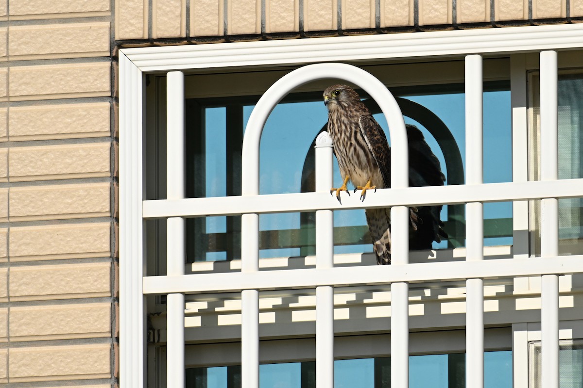 Eurasian Kestrel - ML644747120