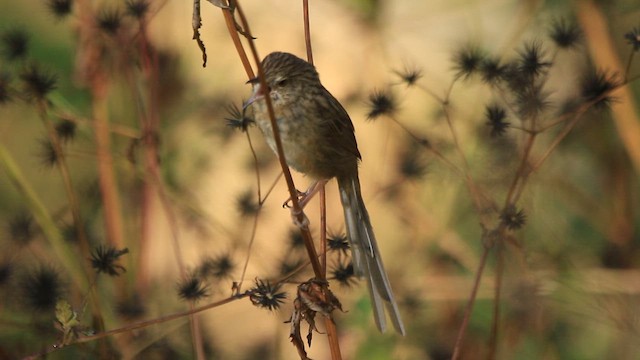 Prinia crinigère - ML644747130
