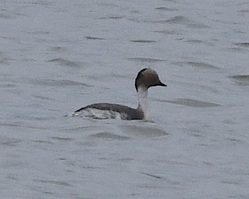 Silvery Grebe - ML644747134