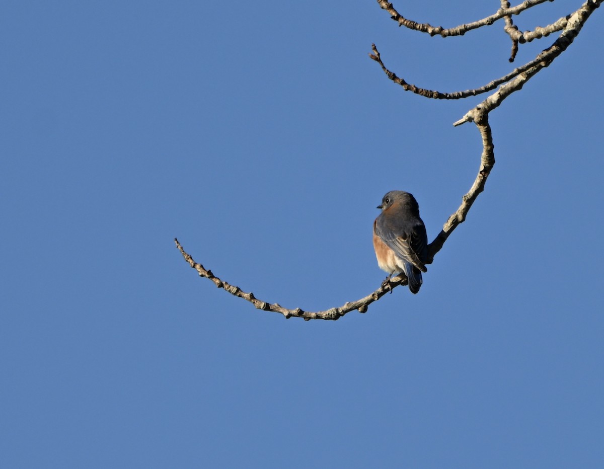 Eastern Bluebird - ML644747142