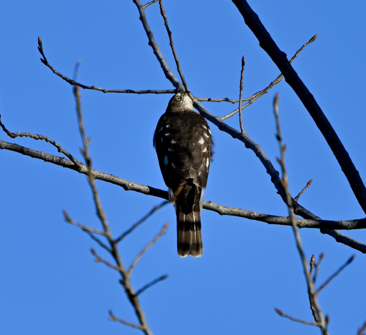 Sharp-shinned Hawk - ML644747143