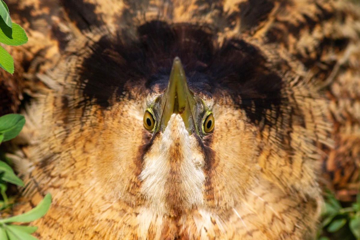 Eurasian Bittern - ML644747147