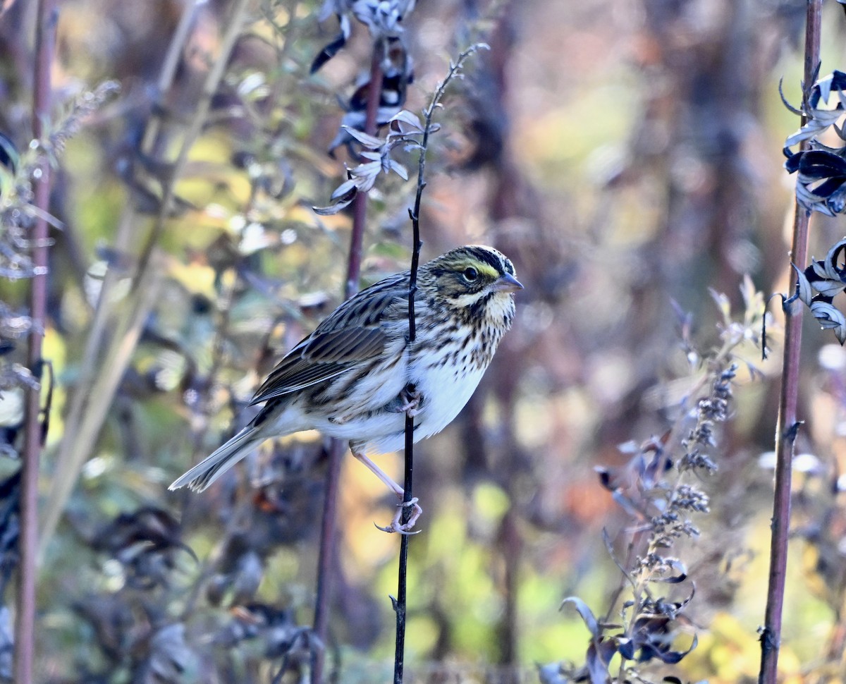 Savannah Sparrow - ML644747157