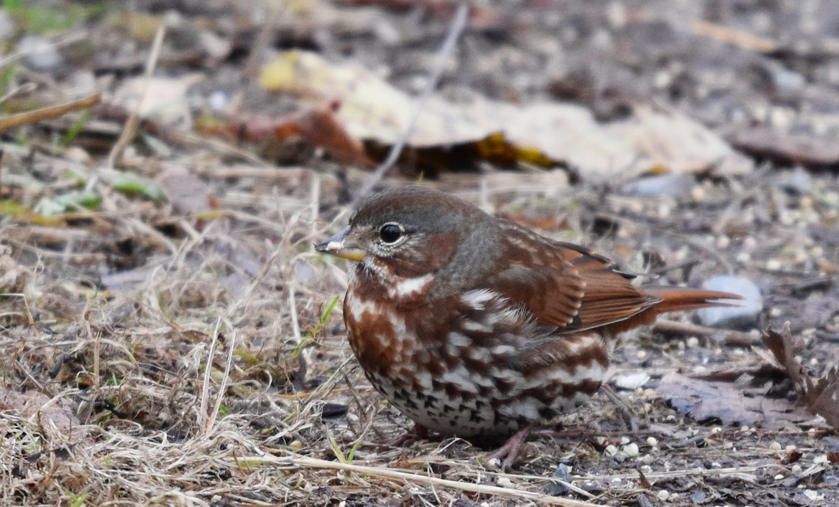Fox Sparrow - ML644747168