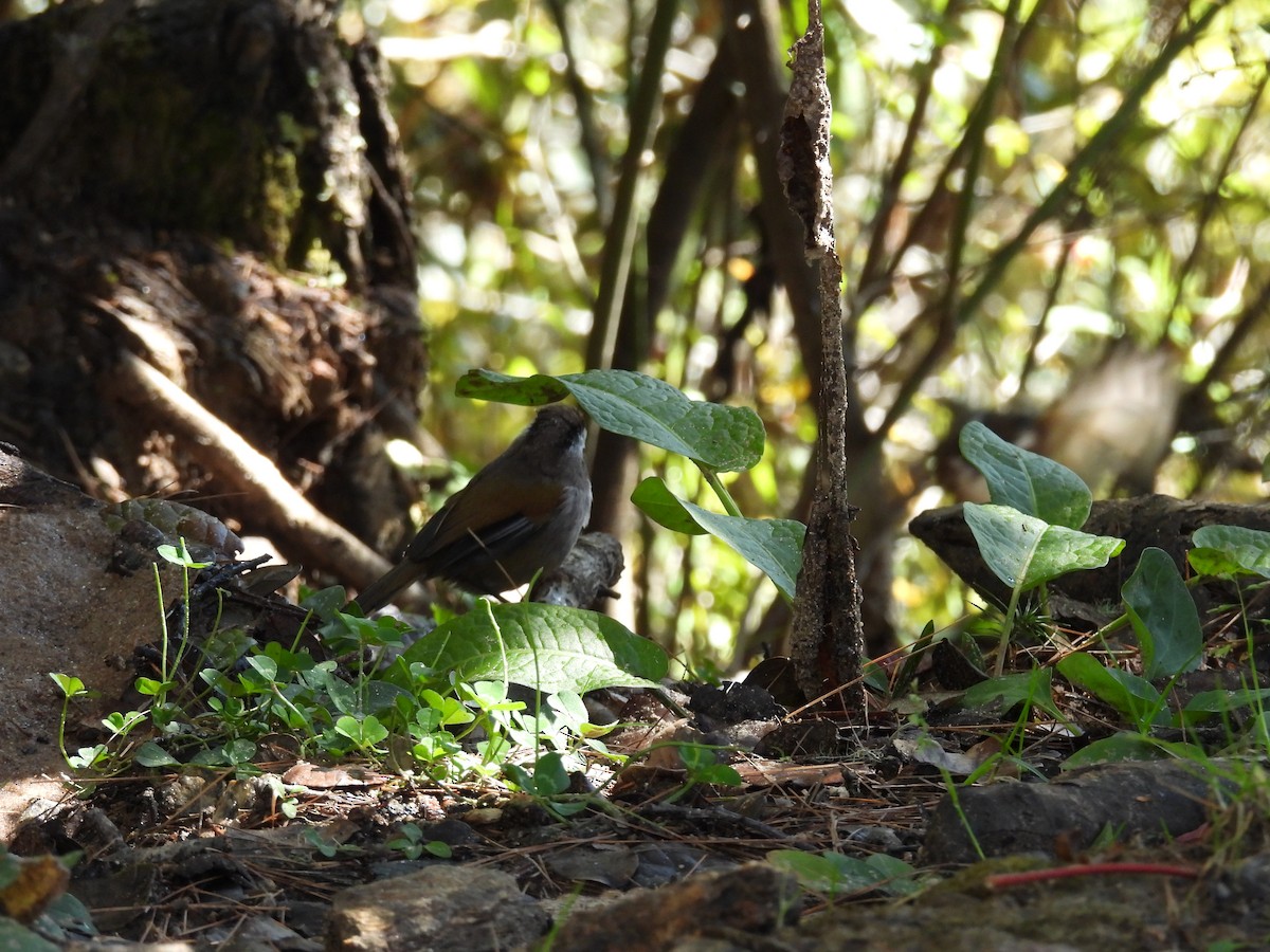 White-browed Fulvetta - ML644747182