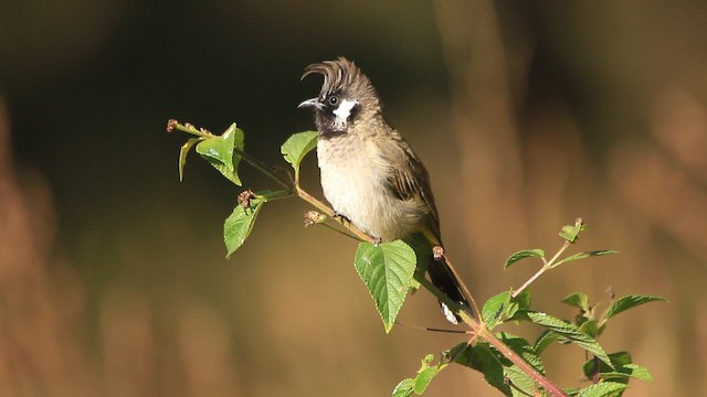 Bulbul à joues blanches - ML644747186
