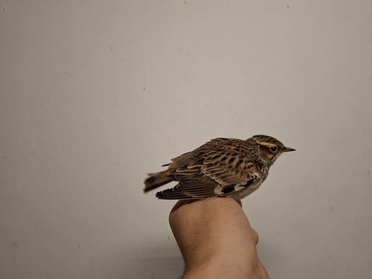 Alouette lulu - ML644747201