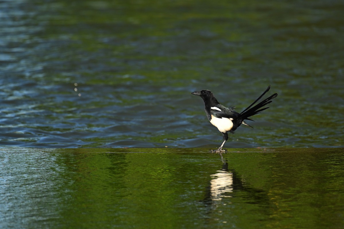 Pie orientale - ML644747203