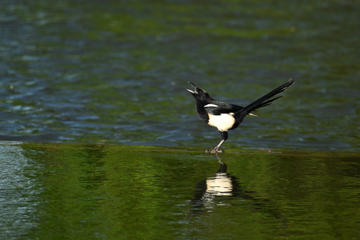 Pie orientale - ML644747204