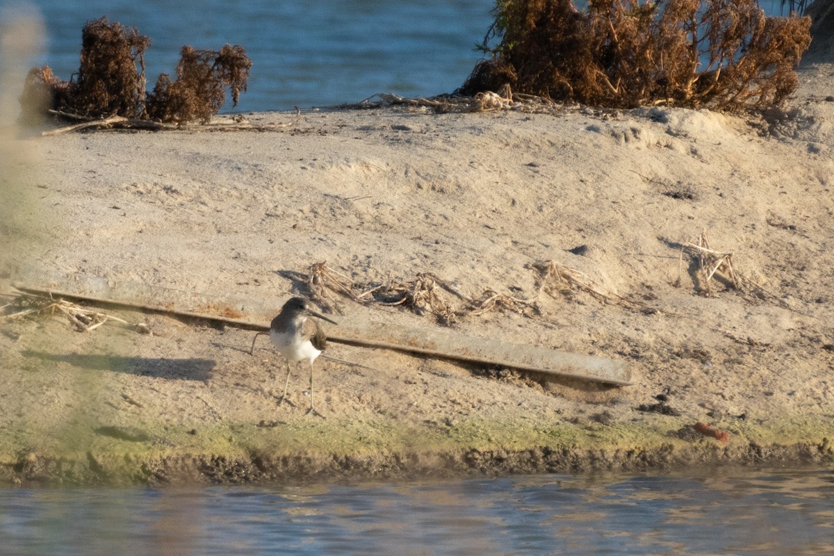 Chevalier cul-blanc - ML644747205