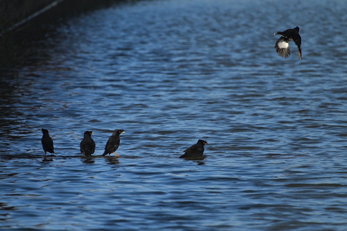 Martin huppé - ML644747206