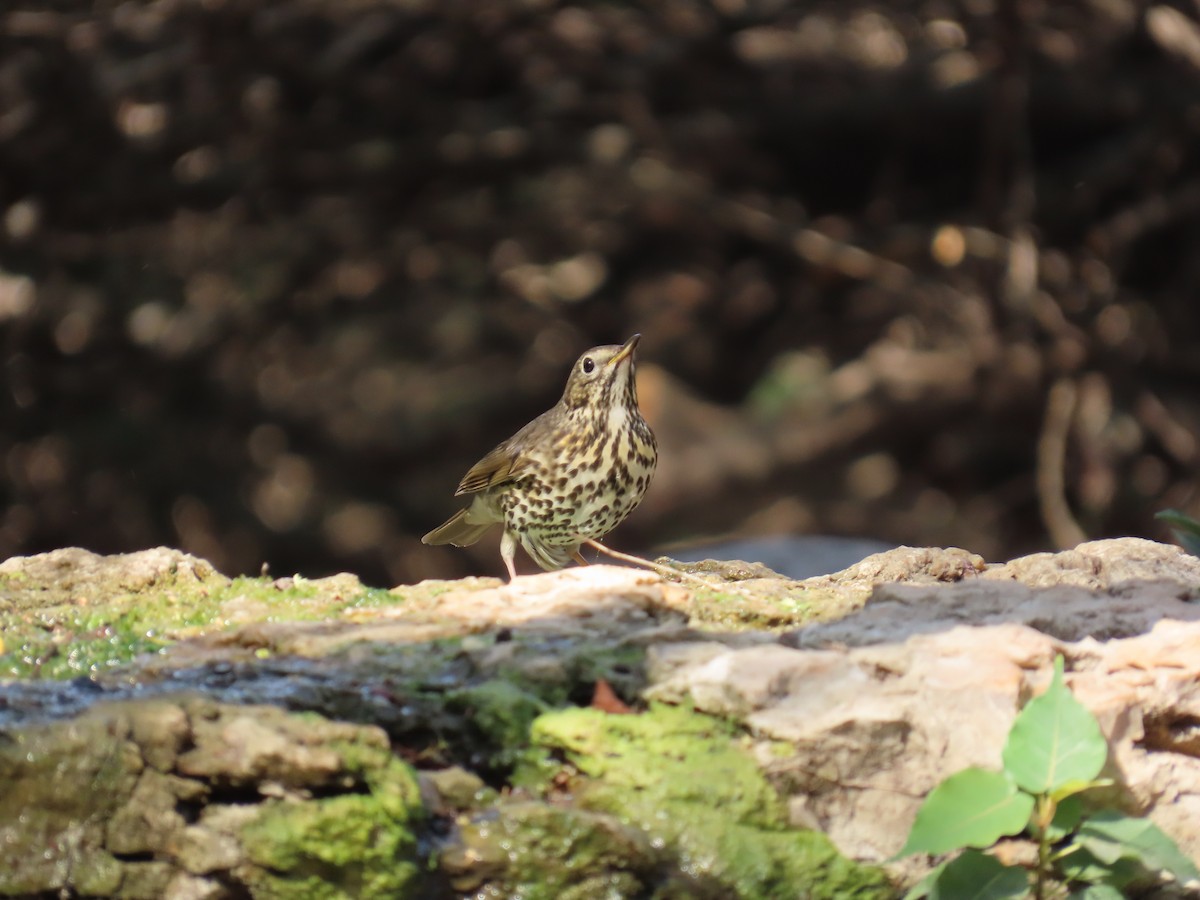 Grive musicienne - ML644747207