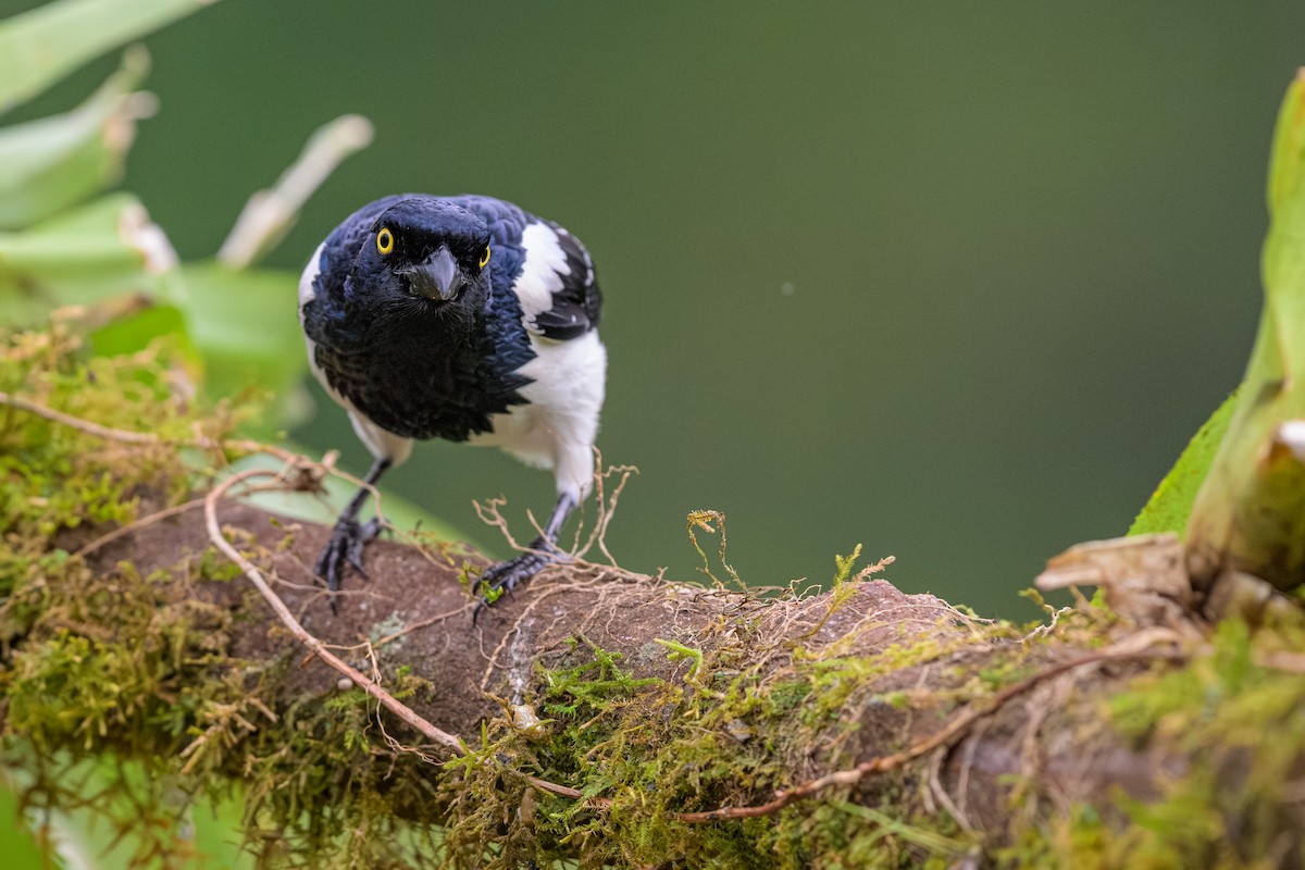 Tangara pillurion - ML644747213