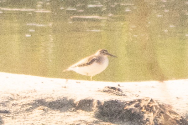 Chevalier cul-blanc - ML644747214