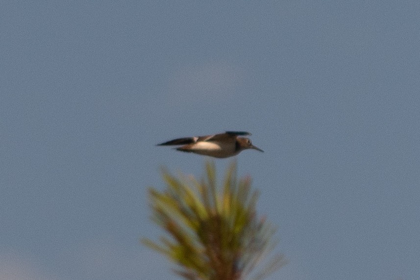 Chevalier cul-blanc - ML644747215