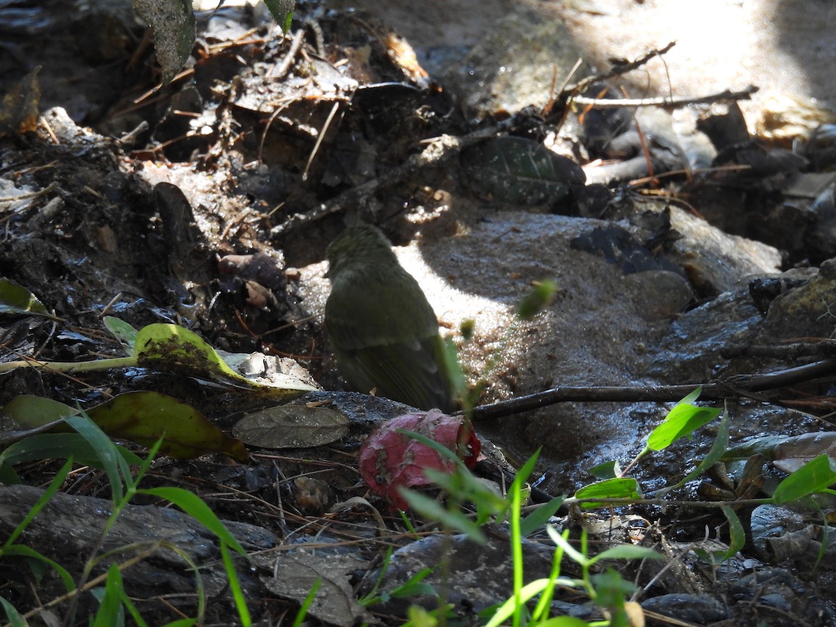 Mésange modeste - ML644747216