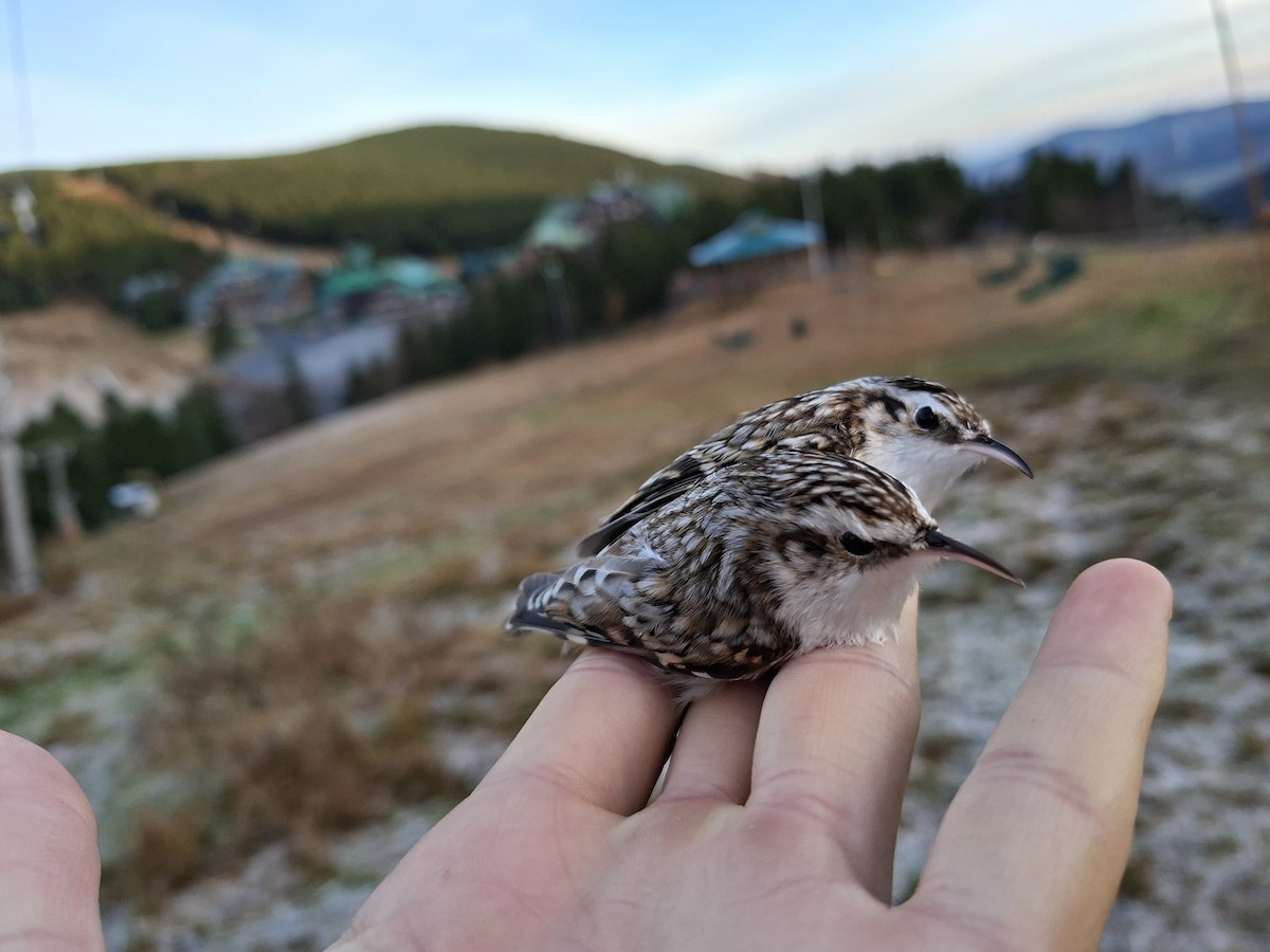 Grimpereau des bois - ML644747217