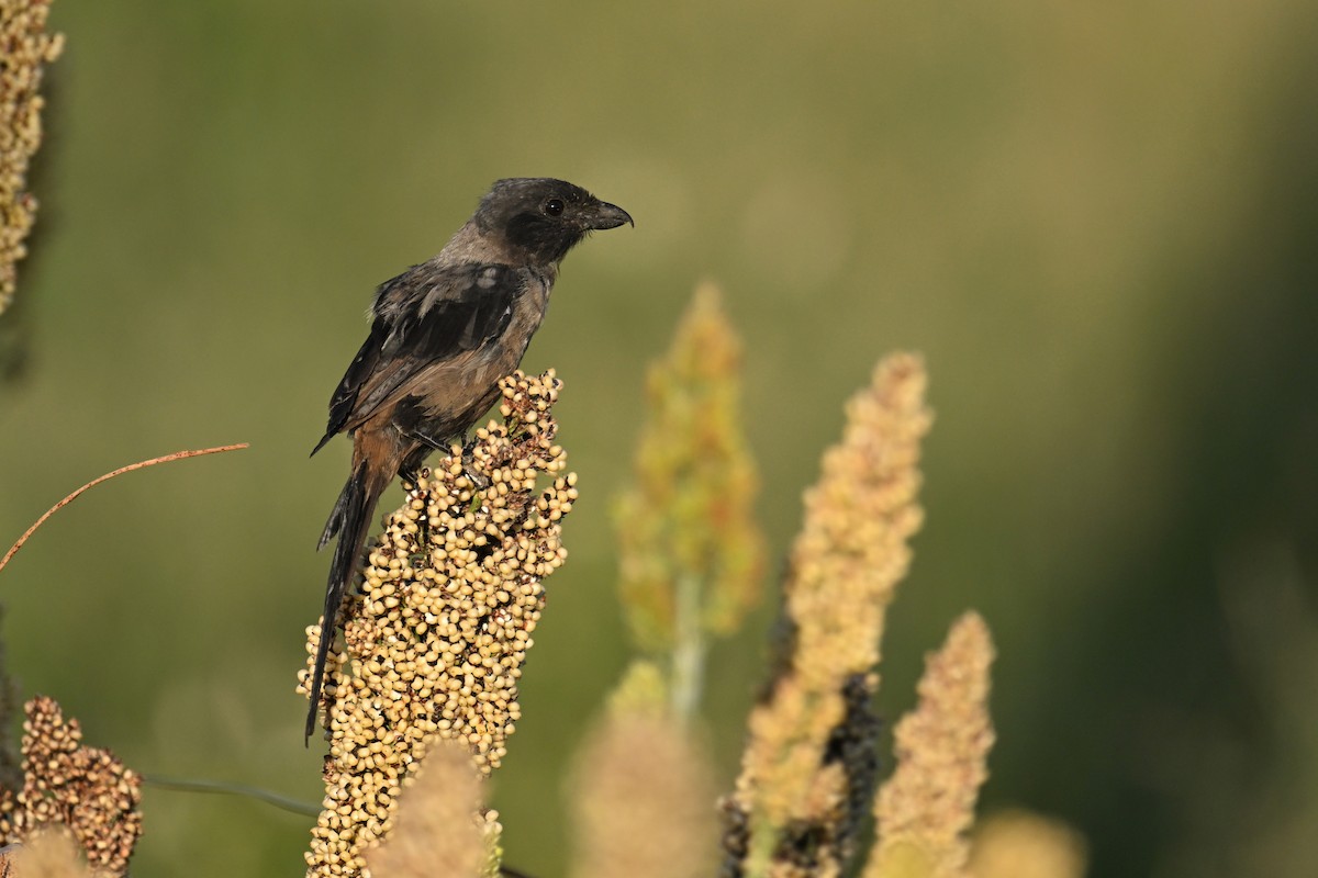 Pie-grièche schach (schach) - ML644747219