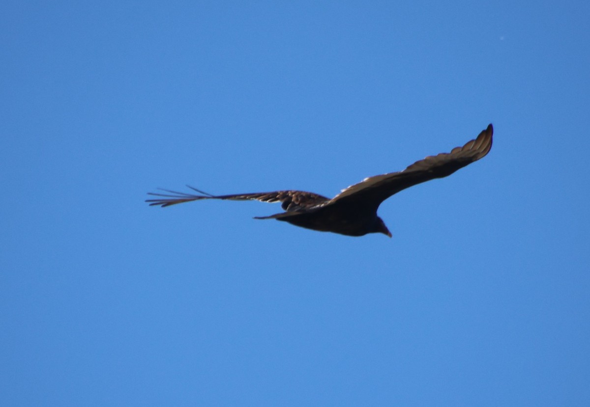 Urubu à tête rouge - ML644747221