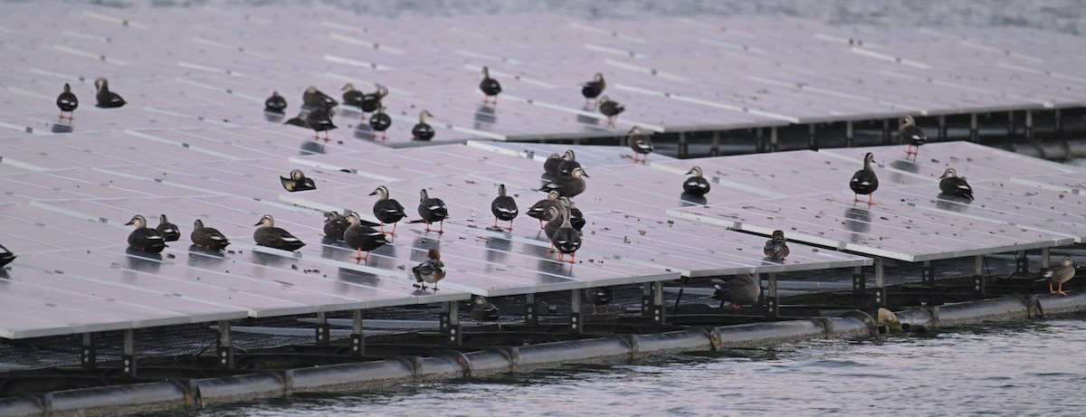 Canard de Chine - ML644747224