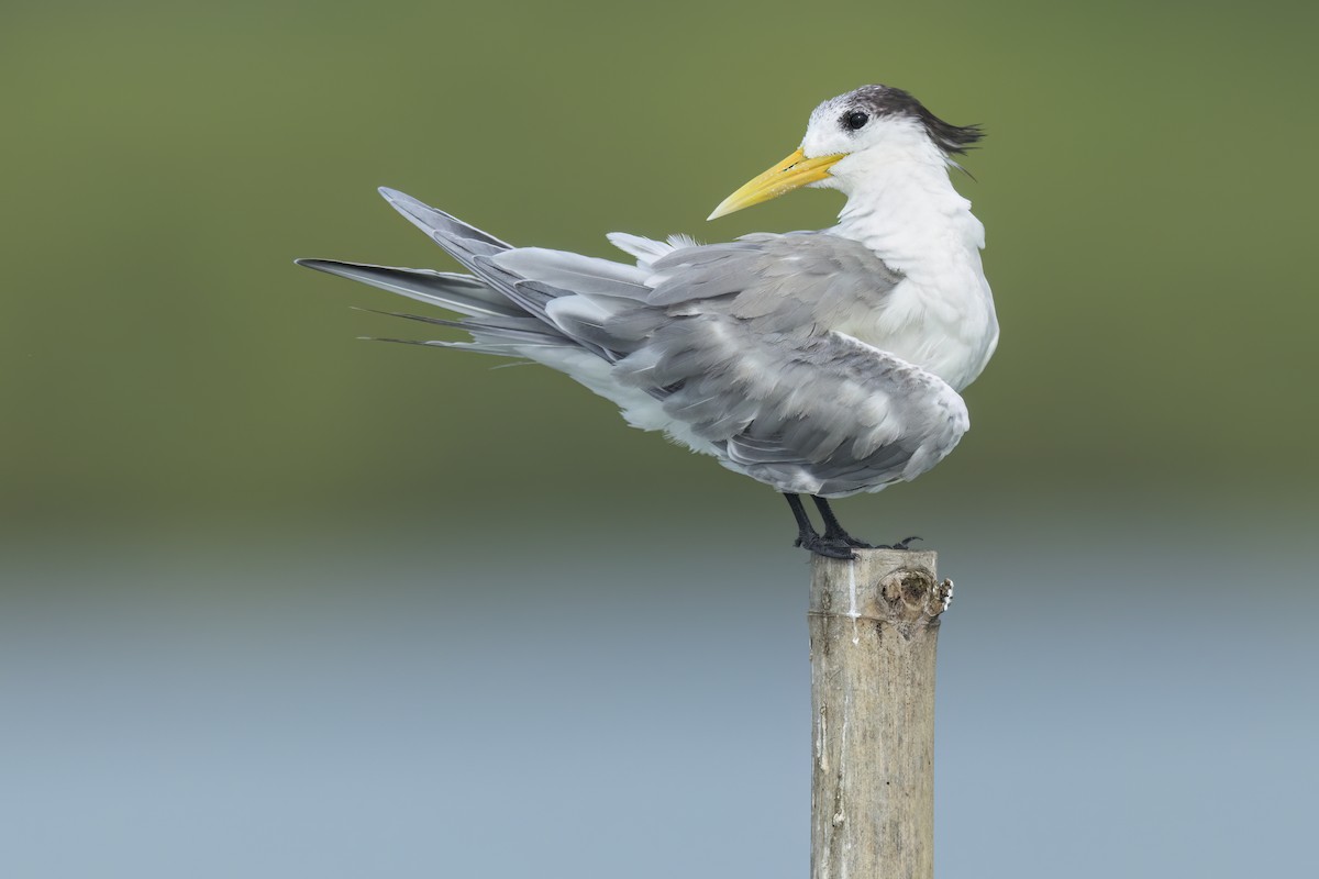 Sterne huppée - ML644747226