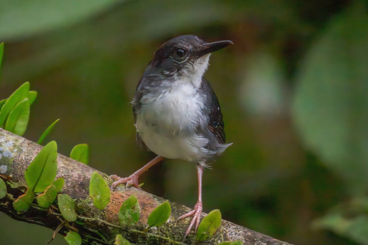 Alapi paludicole - ML644747227