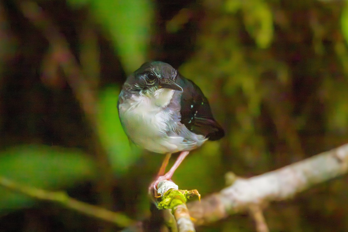 Alapi paludicole - ML644747228