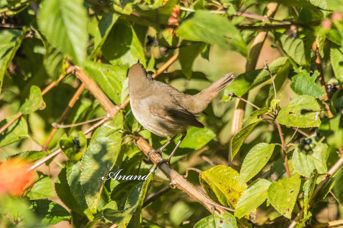 Rossignol à gorge rubis - ML644747229