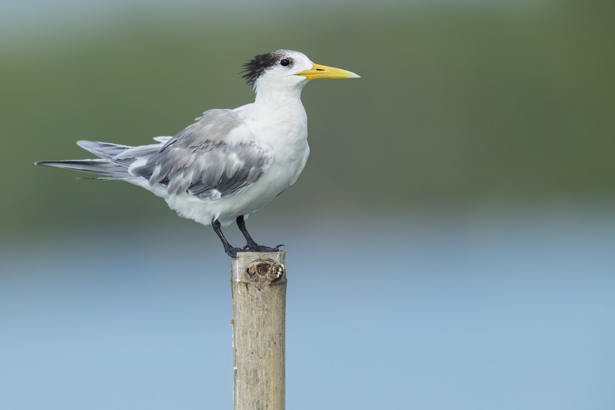 Sterne huppée - ML644747230