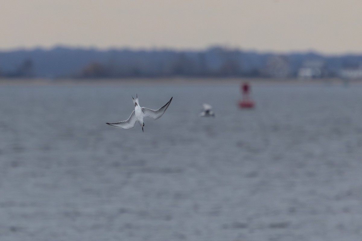 Sterne de Forster - ML644747231