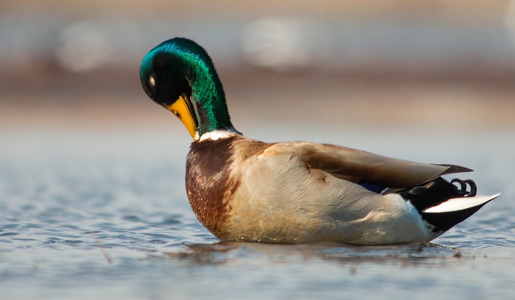 Canard colvert - ML644747232