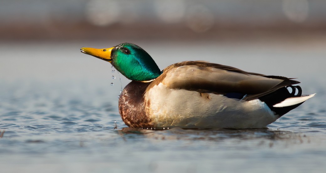 Canard colvert - ML644747233