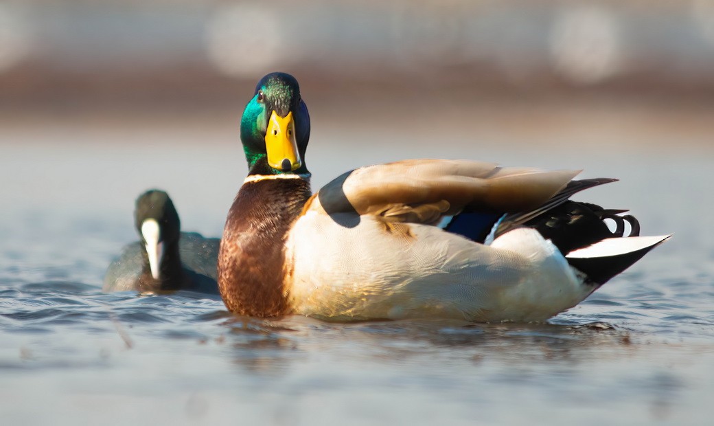 Canard colvert - ML644747234