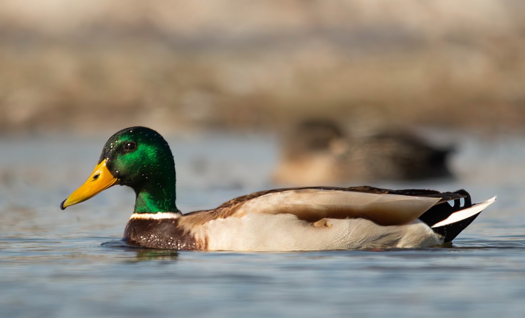 Canard colvert - ML644747235