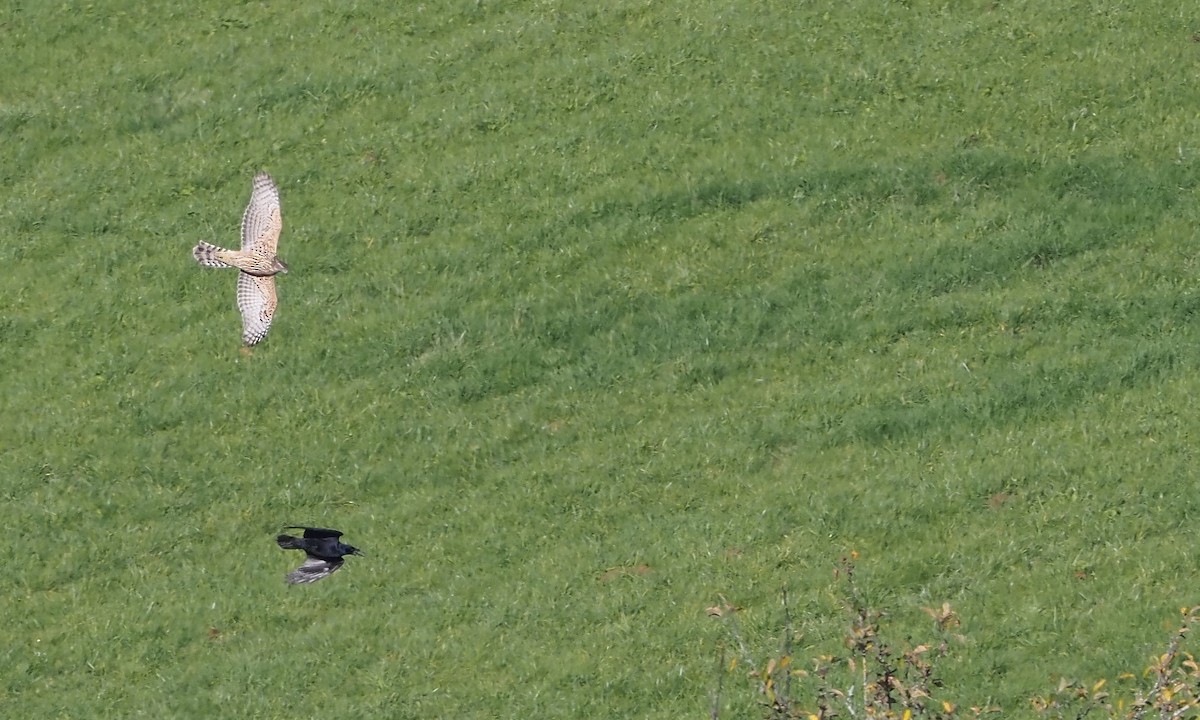 Autour des palombes - ML644747236