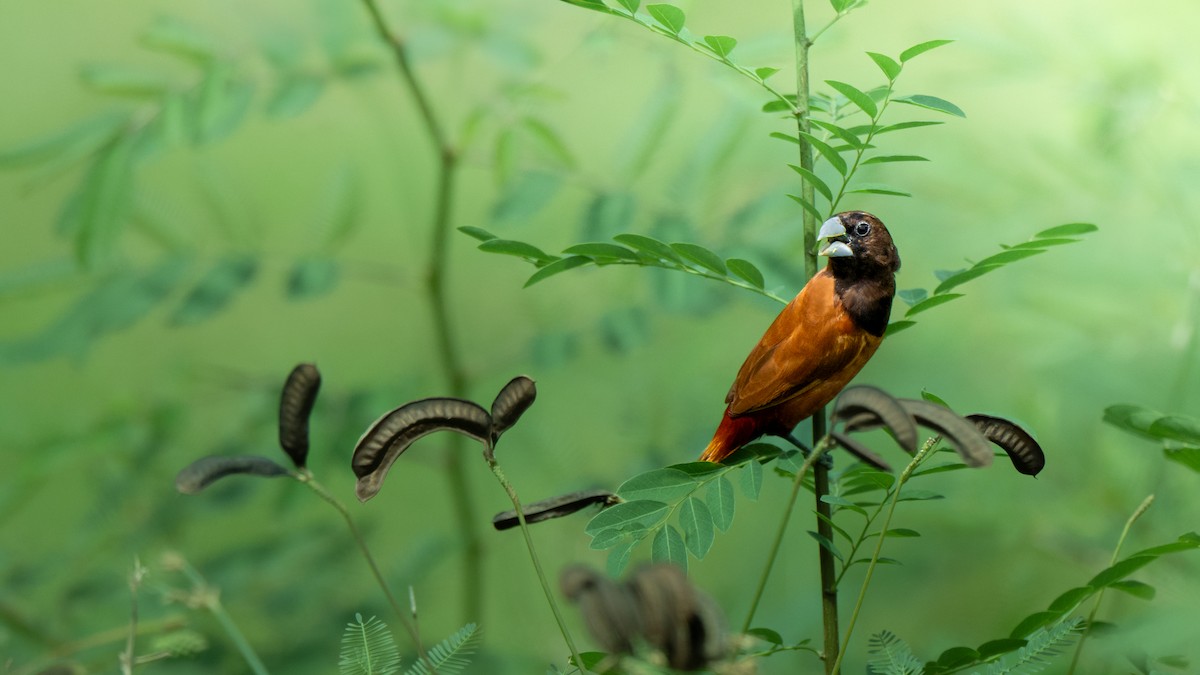 kastanjenonne - ML644747241