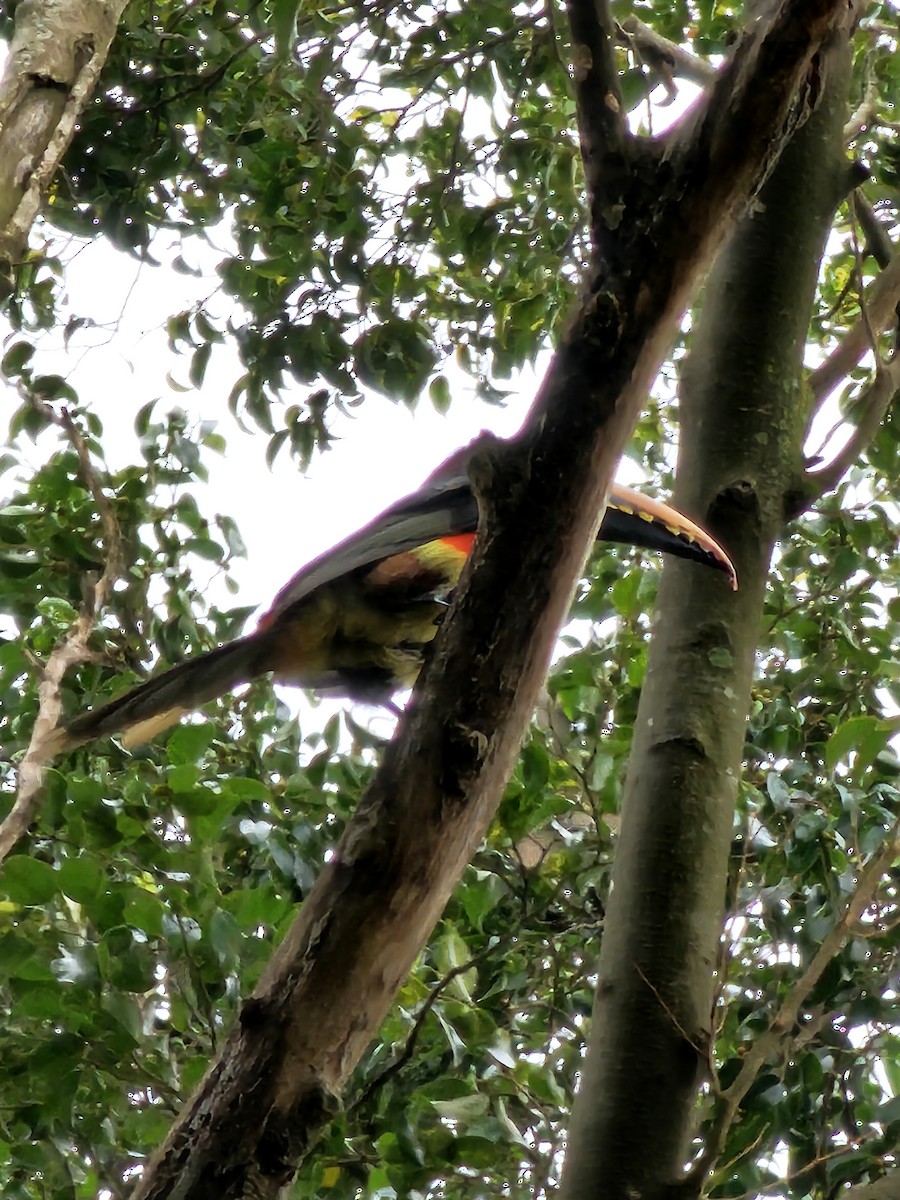 Araçari à oreillons roux - ML644747250