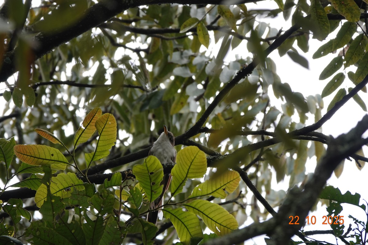 Yellow-billed Cuckoo - ML644747252