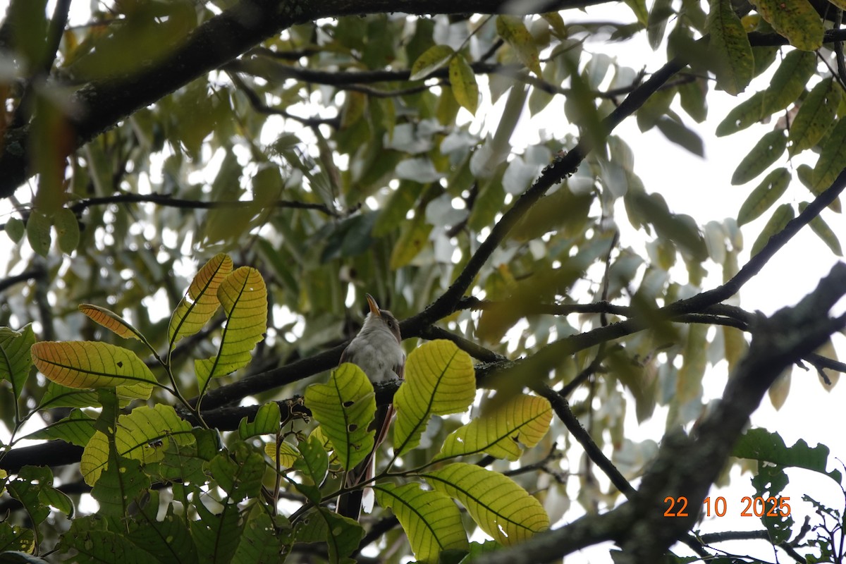 Yellow-billed Cuckoo - ML644747253
