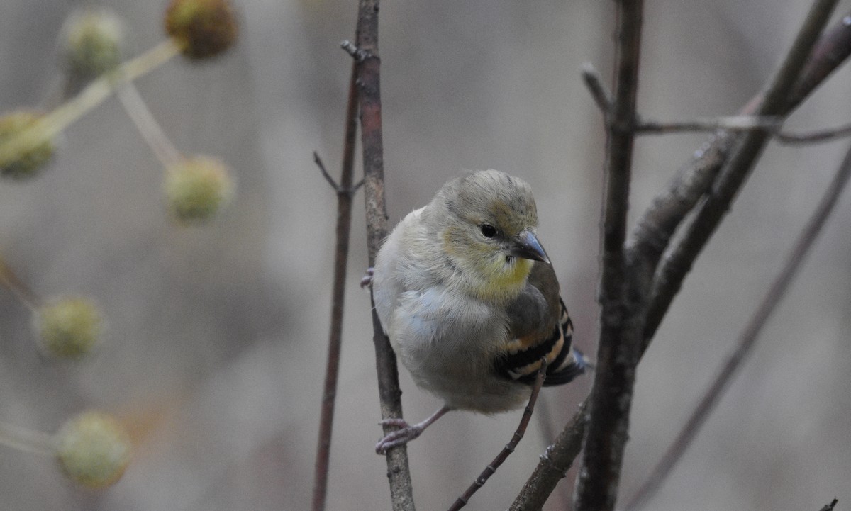 American Goldfinch - ML644747254