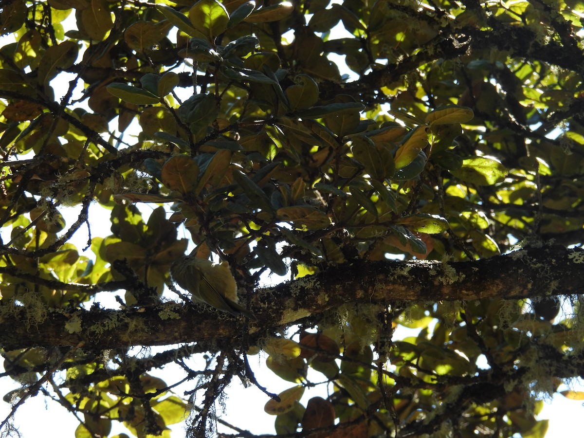 Yellow-browed Tit - ML644747263