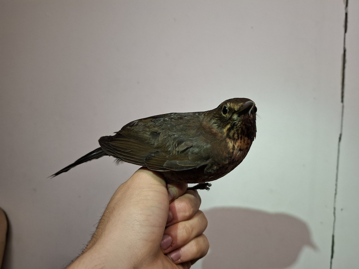 Merle noir - ML644747266