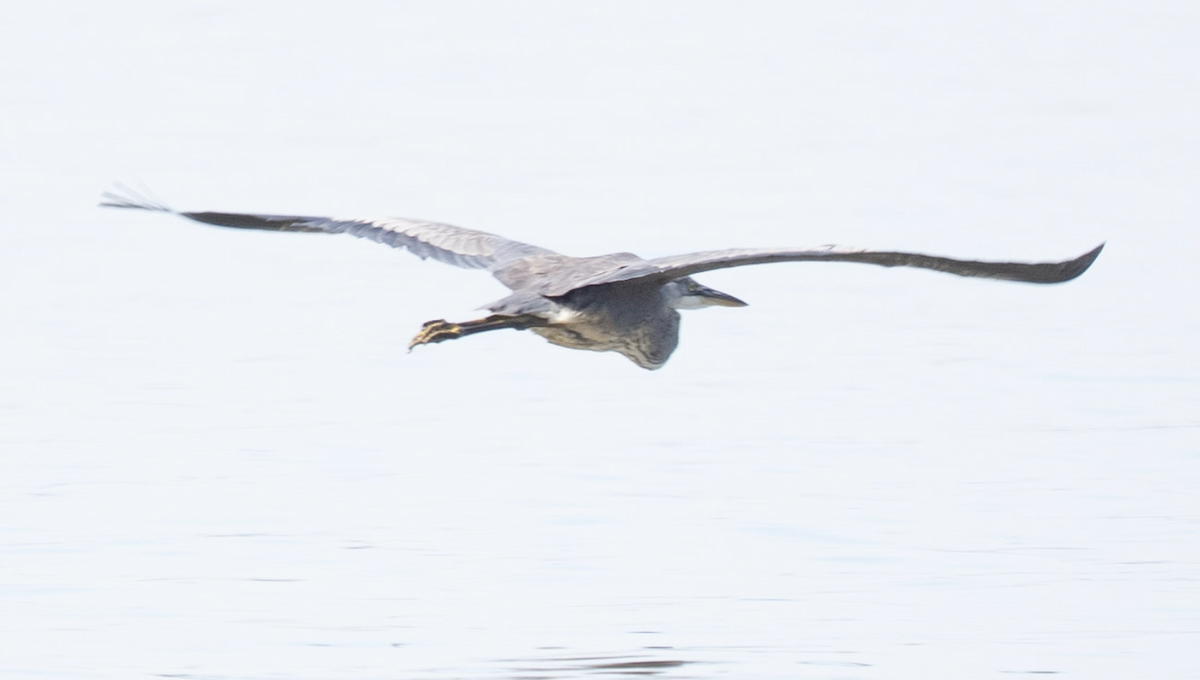 Great Blue Heron - ML644747271