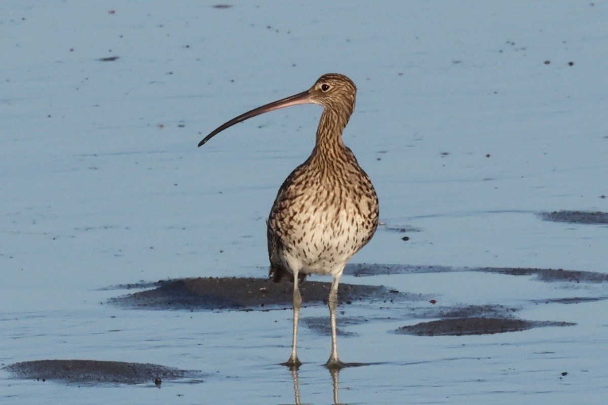 koliha velká - ML644747277