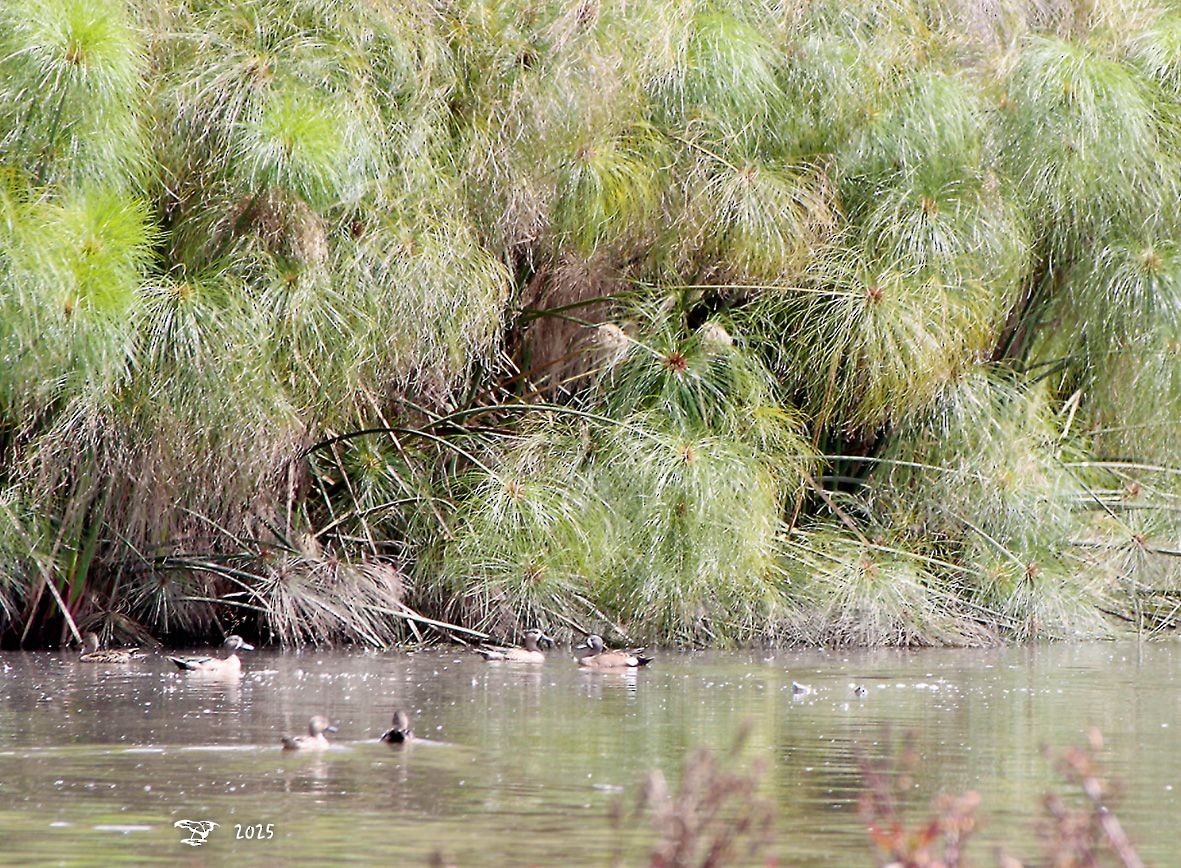 ミカヅキシマアジ - ML644747280