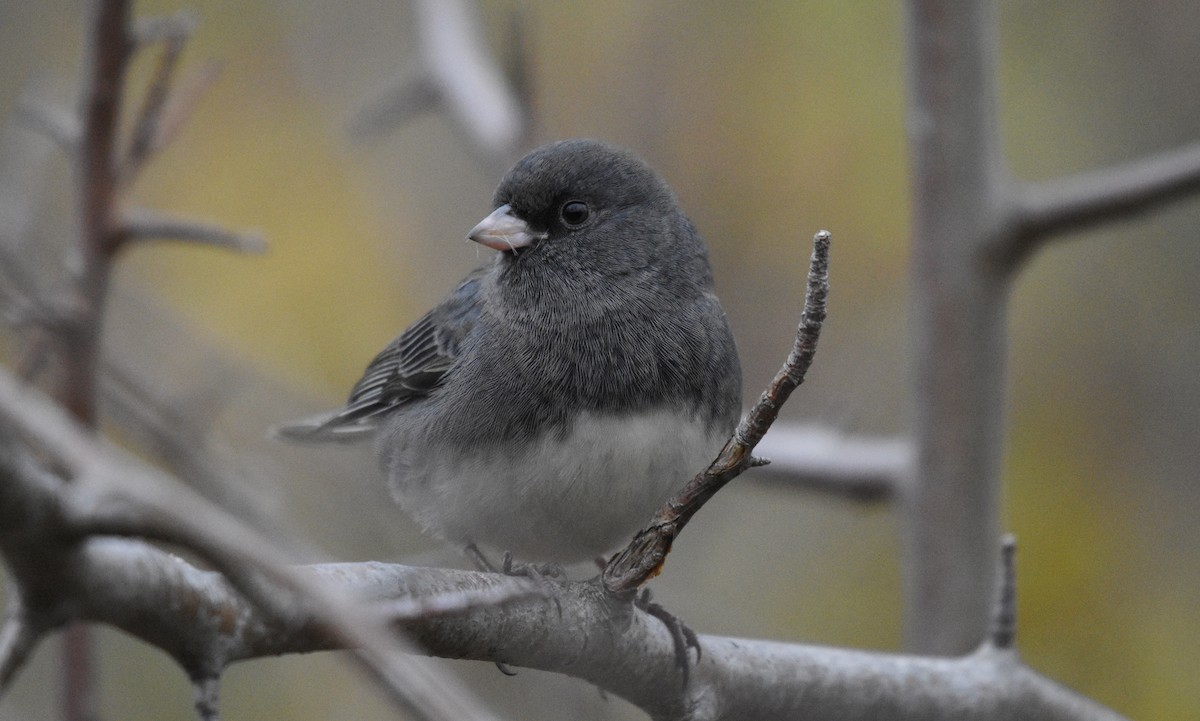 Dark-eyed Junco - ML644747281