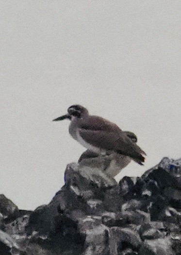 Grand Oedicnème - ML644747282