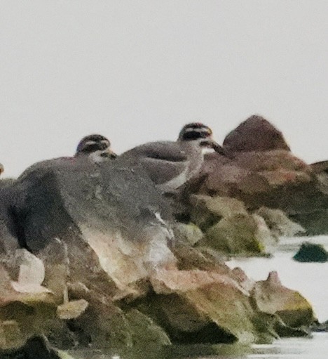 Grand Oedicnème - ML644747283